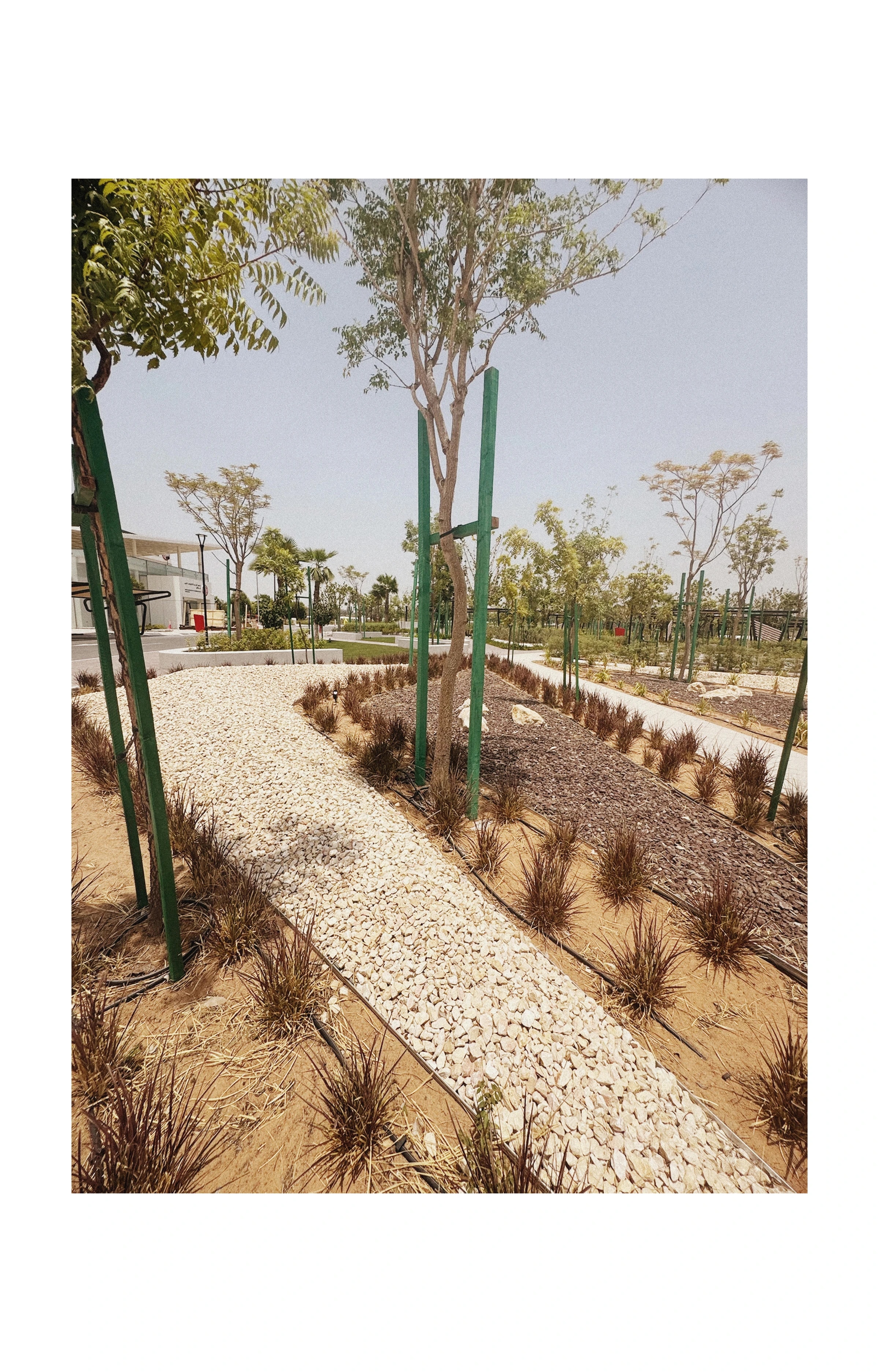 A gravel garden bed planted with drought-tolerant grasses and a young tree